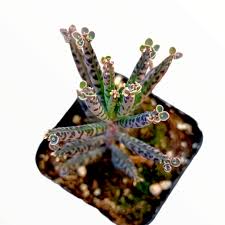 Image result for Kalanchoe hametiorum