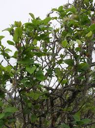Image result for Zanthoxylum tenuipedicellatum
