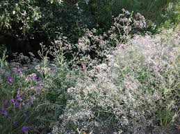 Check spelling or type a new query. Gypsophila Paniculata Wikipedia