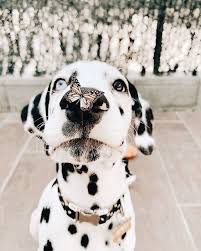 Black And White Dots Dog Name Beautiful White Dog With Black Spots Cute Animals Cute Baby Animals Cute Little Animals