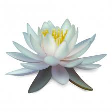 Pin On Flowers