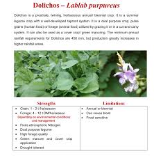 Image result for Dolichos petiolatus