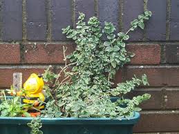 Maybe you would like to learn more about one of these? Growing A Creeping Fig Indoors Climbing Fig Ficus Pumila