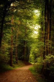 Forest Beautiful Nature Nature Scenes Beautiful Landscapes