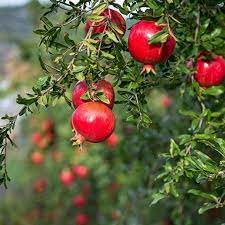 Wonderful Pomegranate Starter Plant For Planting Punica Etsy In 2021 Pomegranate Starter Plants Fruit Trees
