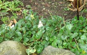 Image result for Olax obtusifolia