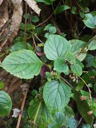 Image result for Plectranthus mandalensis
