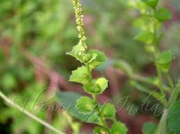 Image result for Acalypha fruticosa