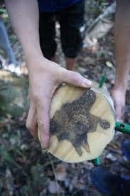 It is formed in the heartwood of aquilaria trees when they become infected with a type of mold (phialophora parasitica). What Is Agarwood The Rainforest Project