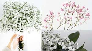 The baby's breath flower is known for its healing properties, so it is usually used for the production of medications that can treat leukemia. Baby S Breath Flowers Gypsophila Plant And Growing Guide Pictures
