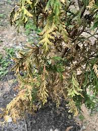 Image result for thuja drying out dead dried symptoms)