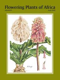 Image result for Stemodiopsis buchananii