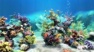 Fish Tank Background Printable 50 Best Aquarium Backgrounds Aquarium Backgrounds Fish Printables Fish Tank