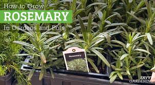 Image result for rosemary container