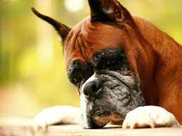 Aawwww Boxer Dog Pictures Boxer Dogs Boxer Dog