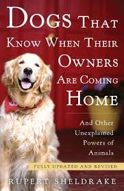 Dogs That Know When Their Owners Are Coming Home Fully Updated And Revised Updated Revised Sheldrake Rupert Amazon Com