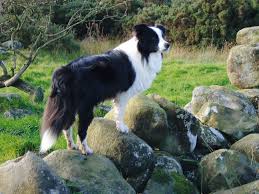 Golden retrievers are known as 'family' dogs because they are great around children and they are very friendly towards humans in general. Border Collie Right At Home In The Scottish Borders Bearded Collie Border Collie Border Collie Dog