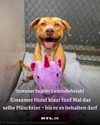 Hier finden sie allerliebste gehäkelte und genähte kuscheltiere! Guten Morgen Deutschland Jedes Mal Wenn Ein Kunde Den Laden Verliess Nutzte Der Herrchenlose Labrador Mix Die Chance Lief In Das Ortlichen Kaufhaus Und Stibitzte Ein Und Dasselbe Lila Plusch Einhorn Ganze