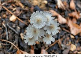 Image result for Coprinus lagopus