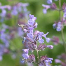 Bloom spikes may be 8 inches long and 3 inches wide on plants that grow up to 4 feet tall. Buy Catmint Nepeta Faassenii 8 99 Delivery By Crocus