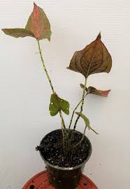 Image result for Pilea johnstonii