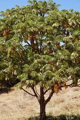 Image result for Hagenia