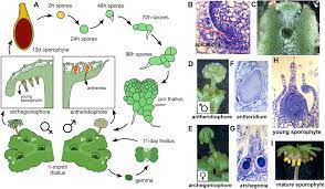 Some of the more familiar species grow as a flattened leafless thallus, but. Frontiers Co Expression And Transcriptome Analysis Of Marchantia Polymorpha Transcription Factors Supports Class C Arfs As Independent Actors Of An Ancient Auxin Regulatory Module Plant Science
