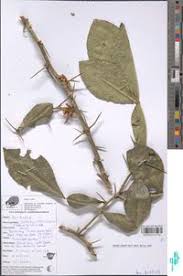 Image result for Citropsis