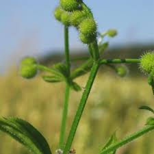 Image result for Galium simense