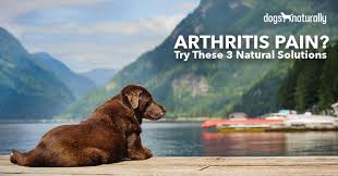 Arthritis in dogs is not a curable condition, but there are many treatments and therapies available to effectively control and manage your pet's pain and discomfort. Arthritis In Dogs 3 Simple Natural Solutions Dogs Naturally