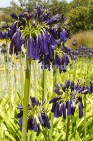 Image result for Agapanthus inapertus