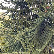 Image result for Arauk rie Araucaria