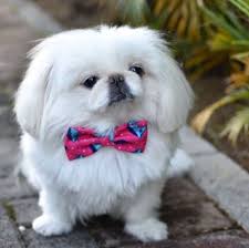 Pin By Hosen Saberi On I Love Pekingese Pekingese Puppies Pekingese Dogs Pekingese