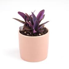 Image result for Tradescantia pallida