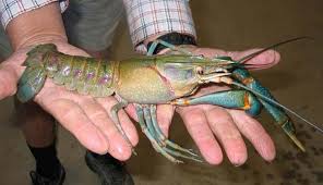 Harga lobster air tawar konsumsi ukuran 5 inch per ekor. Nusabali Com Harga Lobster Mulai Turun