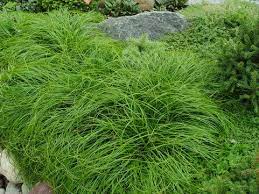 Carex Velebit Humilus Velebit Sedge Grass For Area Down By Water Indoor Tree Plants Plants Water Garden