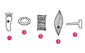 Plant cell labeled with numbers. Look At The Diagram What Type Of Plant Cell Is Shown By Number 3 Brainly Com