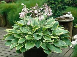 At garden sales llc, we specialize in hostas, hard to find perennials, both evergreen and flowering shrubs, daylilies, roses, peonies, ornamental grasses, dwarf conifers and ornamental trees. Hosta Sieboldiana Aureo Marginata World Of Flowering Plants