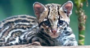 Ocelot Kittens Ocelots4all Twitter