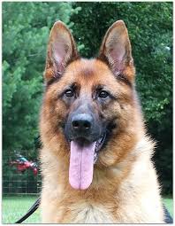 Black And Red German Shepherd Puppies For Sale In Ohio Adults For Sale German Shepherd Dogs German Shepherd German Shepherd For Sale