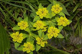 Image result for Euphorbia depauperata