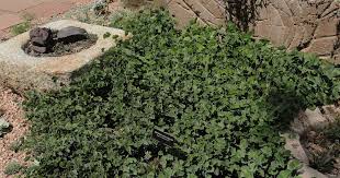 Image result for Marsilea macrocarpa