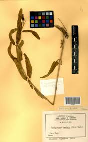 Image result for Pachycarpus lineolatus