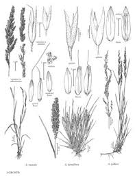 Image result for Agrostis