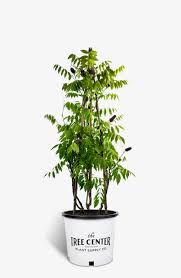 226286 wisteria falls amethyst ткань декоративная (1,37м х 1м). Amethyst Falls Wisteria For Sale Online The Tree Center