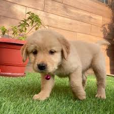 Maybe you would like to learn more about one of these? Akc Golden Retriever Puppies For Sale Near You