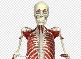 Or use the buttons in the upper left. Primal S Anatomy Library Muscle Bone Upper Body University Human Png Pngegg
