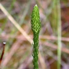 Image result for Lycopodiella