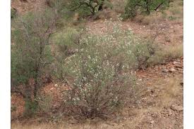 Image result for Diclis ovata