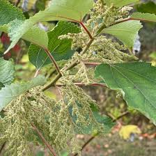 Image result for Boehmeria nivea